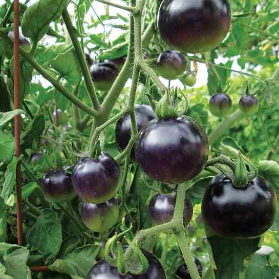 Cà chua đen Indigo